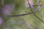 Slenderleaf false foxglove